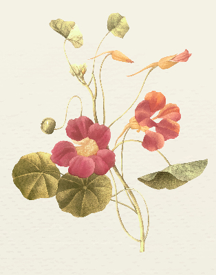 Rolgordijn verduisterend Bloem