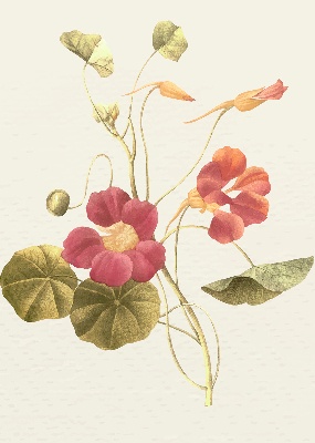 Rolgordijn verduisterend Bloem