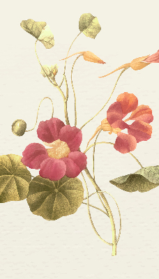 Rolgordijn verduisterend Bloem