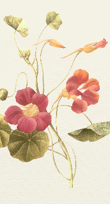 Rolgordijn verduisterend Bloem