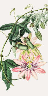 Rolgordijn verduisterend Roze bloem