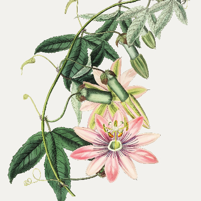 Rolgordijn verduisterend Roze bloem