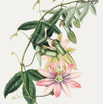 Rolgordijn verduisterend Roze bloem