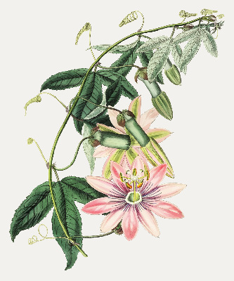 Rolgordijn verduisterend Roze bloem