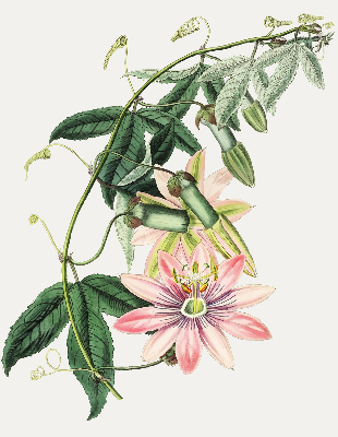 Rolgordijn verduisterend Roze bloem