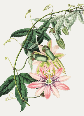 Rolgordijn verduisterend Roze bloem