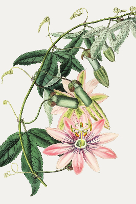 Rolgordijn verduisterend Roze bloem