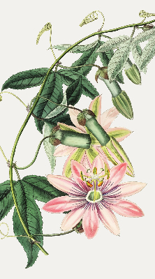 Rolgordijn verduisterend Roze bloem