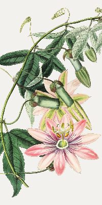 Rolgordijn verduisterend Roze bloem