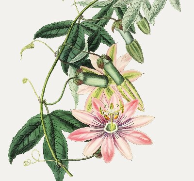 Rolgordijn verduisterend Roze bloem