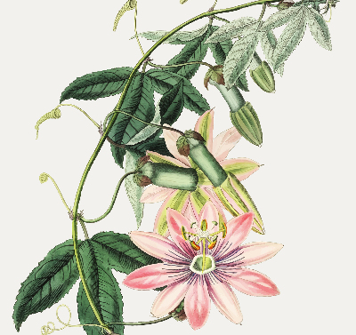 Rolgordijn verduisterend Roze bloem