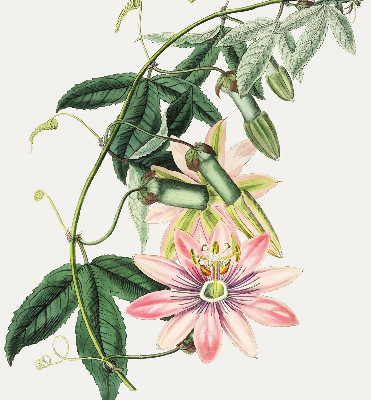 Rolgordijn verduisterend Roze bloem