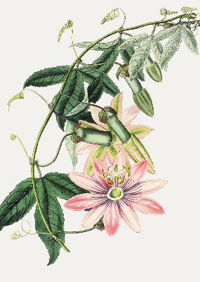 Rolgordijn verduisterend Roze bloem