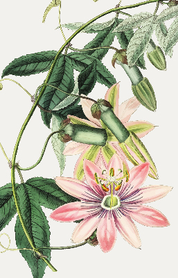 Rolgordijn verduisterend Roze bloem