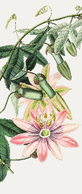 Rolgordijn verduisterend Roze bloem