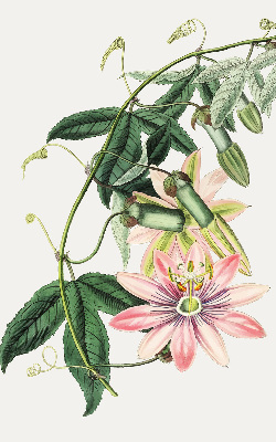 Rolgordijn verduisterend Roze bloem