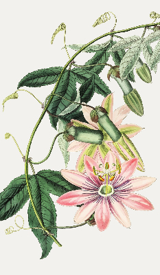 Rolgordijn verduisterend Roze bloem