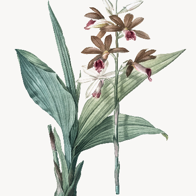 Rolgordijn verduisterend Bloem