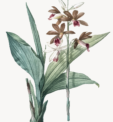 Rolgordijn verduisterend Bloem