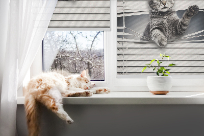 Rolgordijn voor het raam Kat