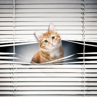 Rolgordijn verduisterend Gember kat