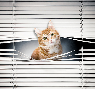 Rolgordijn verduisterend Gember kat