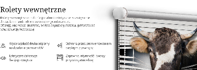 Rolgordijn voor het raam Koe