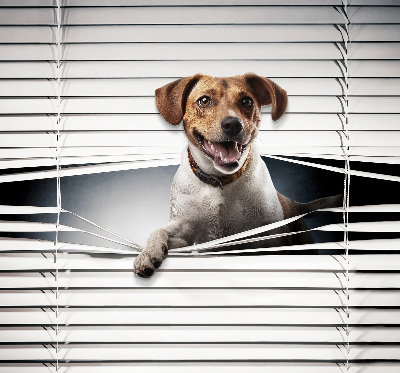 Rolgordijn voor het raam Hond