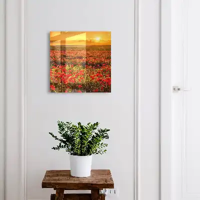 Klaproosvelden bij zonsondergang