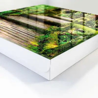 Bosbrug in het groene bos