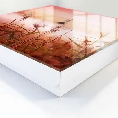 Grassen bij zonsopgang in pasteltinten