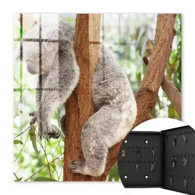 Koala die ontspant in een natuurlijke omgeving