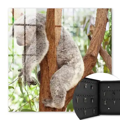 Koala die ontspant in een natuurlijke omgeving