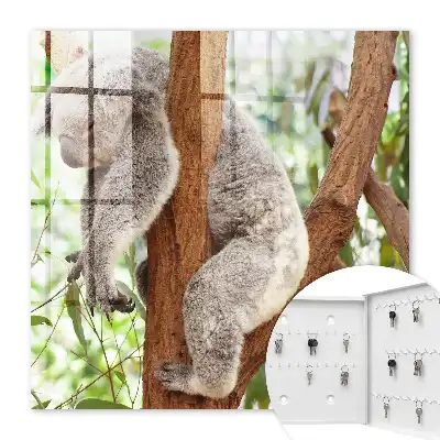Koala die ontspant in een natuurlijke omgeving