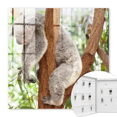 Koala die ontspant in een natuurlijke omgeving