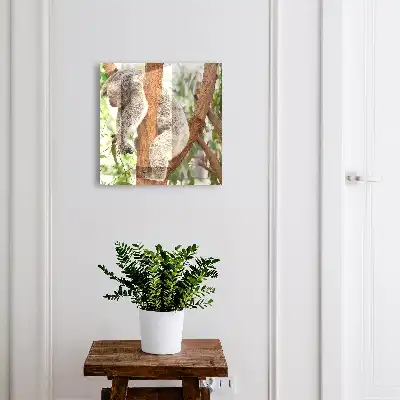 Koala die ontspant in een natuurlijke omgeving