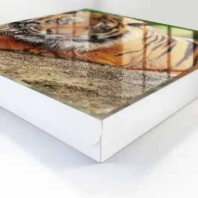 Tijger in rust met een intense blik