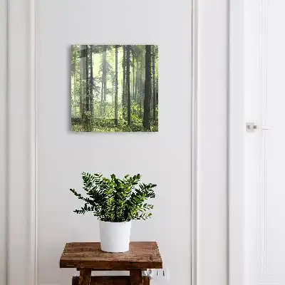 Groen bos van de zon