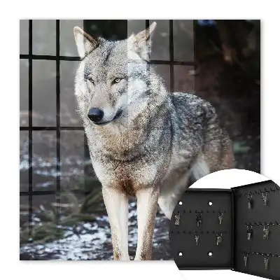 Een wolf in een bos vol contrasten