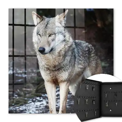 Een wolf in een bos vol contrasten