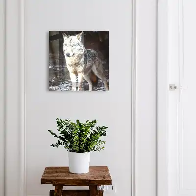 Een wolf in een bos vol contrasten