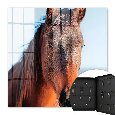 Portret van een paard in natuurlijk licht