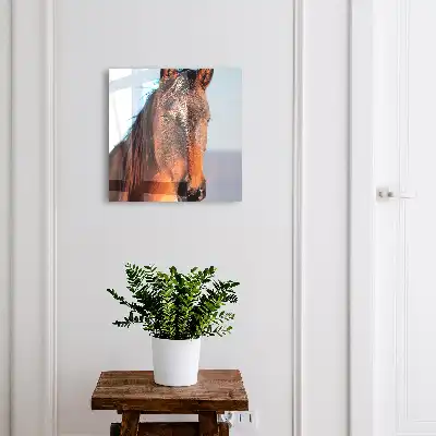 Portret van een paard in natuurlijk licht