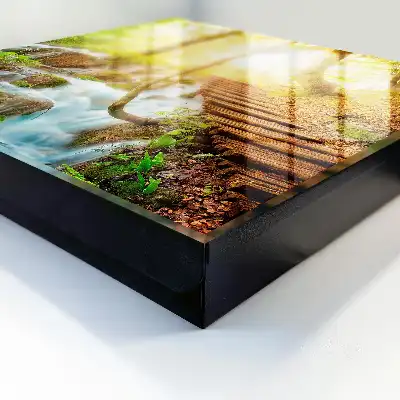 Een boshoekje in het groene bos