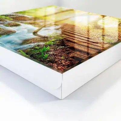 Een boshoekje in het groene bos