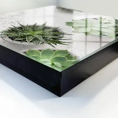 Groene vetplanten tegen een lichte achtergrond