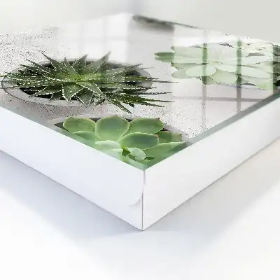 Groene vetplanten tegen een lichte achtergrond