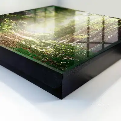 Boslandschap met groene bomen