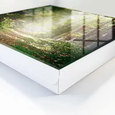 Boslandschap met groene bomen