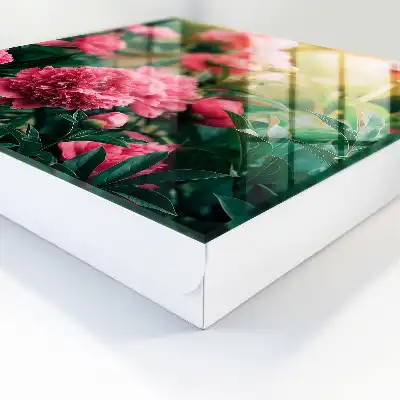 Roze pioenrozen in een natuurlijke omgeving